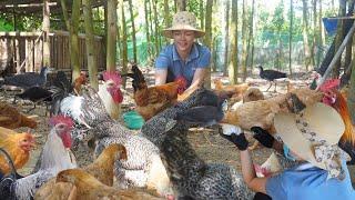 Vaccinate The Chickens to Prevent Diseases and Complete The New House