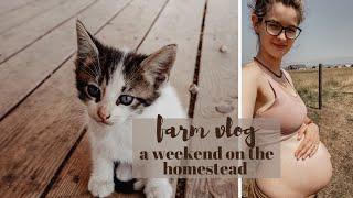 Fencing Going Up, Chicks + Kittens, Housecleaning | A Weekend On The Homestead Vlog