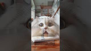 cat#funny#zoo ai quest#meow