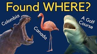 Animals Found in Strange Places