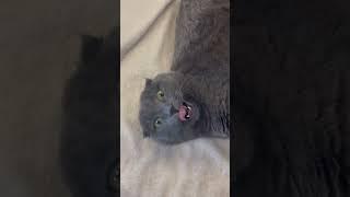 Любіть своїх тваринок #cat #music #catlover #tiktokviral #warinukraine #киця #кіт #кішка #тварина