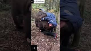 Brown Grizzly Bear playing with humans