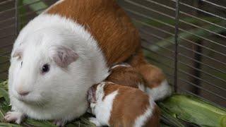 Genetically modified guinea pig 'Peru' celebrates 20th birthday