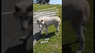 They went to pet a wolf thinking it was a dog 