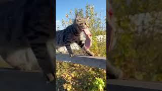 Дружба котёнка Чепусика и пса Бакса ️