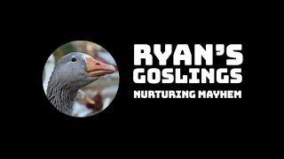 Welcome to Ryan's Goslings :)