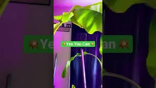 #Zone 5 gardening#container gardening