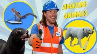 Handyman Hal meets Amazing Animals | Dogs, Birds, Squirrels and Sea Lions