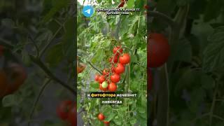 Лучшее средство против фитофторы! #рецепт #огород #фитофтора #дача #сад