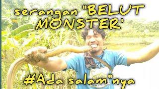 Viral!!! serangan " BELUT MONSTER "