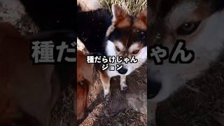 【回想】“春ジョン”種だらけの来訪。