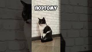 дорогие,мои девочки!#мурка#котик#юмор#шортс#2025 .