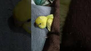 sleeping Budgie