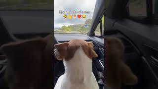 #funny #dog #cute #pets #shorts #shortvideo #viralvideo #viralshorts #video #love #fyp #like #live