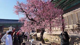 (4k)올해 처음으로 홍매화가 활짝 핀 양산의 통도사(Red plum blossoms are in full bloom in Tongdosa Temple)