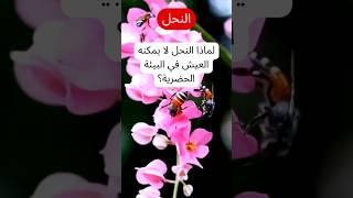 لماذا النحل لا يمكنه العيش في البيئة الحضرية؟ | تأثير التلوث والبيئة الحضرية على النحل #النحل #لماذا