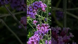 Вербена Бонарская