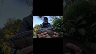 Always strive to better yourself #flyfishing #fish #trout #fun