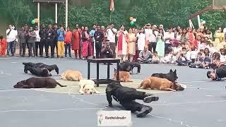 army dog training|Rax: The Labrador @raxthelabrador6144