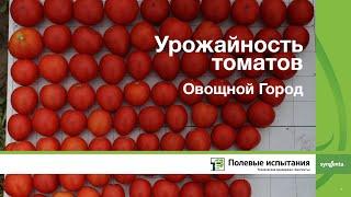 Урожайность томатов, Овощной Город Коломна