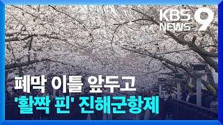 “벚꽃 없을까 걱정했는데…” 진해군항제 절정 [9시 뉴스] / KBS  2024.03.30.