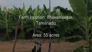 Irrigation automation for banana farm by Mobitech wireless solution