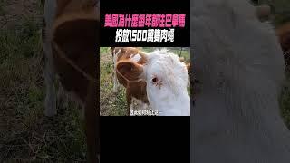 美國為什麼每年都往巴拿馬，投放1500萬隻肉蠅 #科普