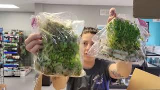 Plant Unboxing at Boggs Aquatics! from Dustin's Fish Tanks