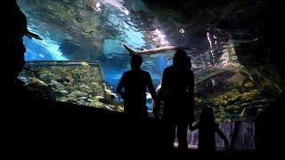 Top 10 Most Dangerous Fish in the World #DangerousFish #MarinePredators #OceanLife #WildlifeFacts