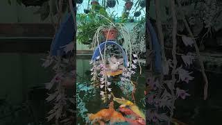 물고기와 새 이야기 #animals #물고기 #새