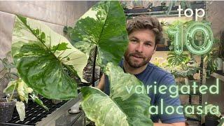 Top 10 Variegated Alocasia