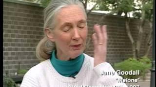 Jane Goodall Chimpanzees and War