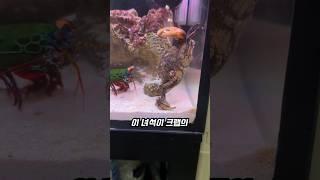 갯가재 펀치의 원리
