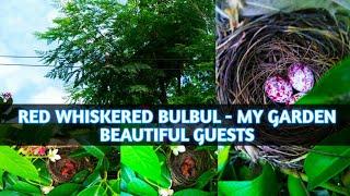 RED WHISKERED BULBUL - MY GARDEN BEAUTIFUL GUESTS || BULBUL EGGS AND HATCHLINGS 