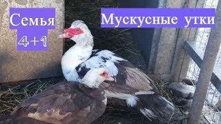 Мускусные утки - формируем семью