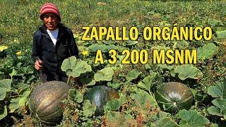 PRODUCCIÓN Y COSECHA DE ZAPALLOS 100 % ORGÁNICOS