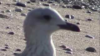 Gonnesa Plagemesu - Il Gabbiano e il Pescatore