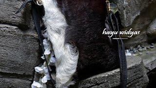 Live Fashion Tas Kulit Reptile Hayu Widyas Handmade 01082020
