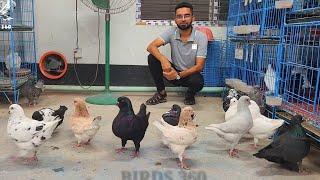 biggest king pigeons farm  - best fancy pigeon breeds - fancy pigeon loft - fancy pigeon - show King