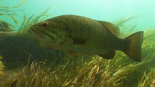 Smallmouth Bass hunting & eating gobies