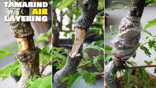 Tamarind Bonsai | Bonsai Techniques - Air Layering | With Update