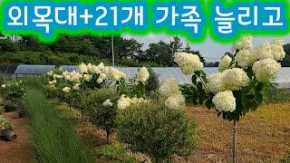 수국 키우기 수국 삽목 수국 가지치기 수국 외목대 수형잡기 예쁜 여름 조경수 카페정원 펜션정원 전원주택정원 미니정원 주택정원