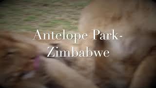 Antelope Park-Zimbabwe 