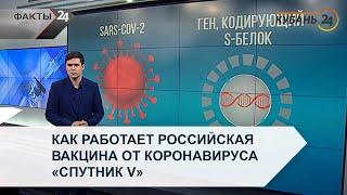 Как работает российская вакцина от коронавируса «Спутник V»