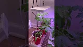 Winter Indoor Garden Jalapeños, Tomatoes, and Basil #WIG2022