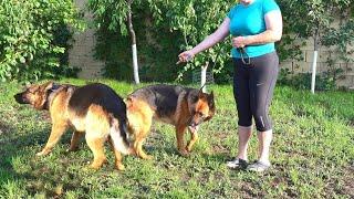 BRIDE WITH CHARACTER. German Shepherds Jori and Greta. Odessa.