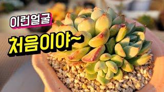 [인천다육]신상언박싱때 찜할 수 밖에 없었던 아이~