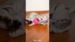 Cute Milo kitten playing with small ball