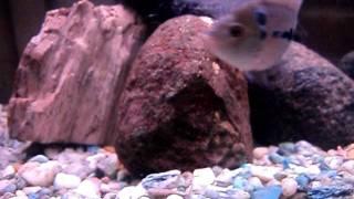 MIS flowerhorn macho y hembra