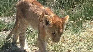 Serengeti - Life is tough on Thin Pride Lion Cubs